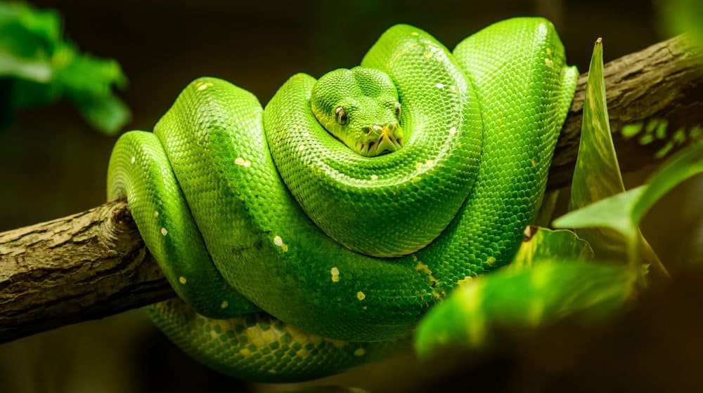 Serpiente verde colgando del árbol