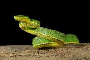 Una serpiente verde en el fondo oscuro