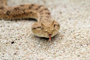 Víbora con cuernos en el desierto