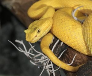 Serpiente víbora de pestañas colgando en un árbol