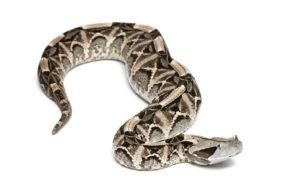 Gaboon víbora serpiente acostado en fondo blanco