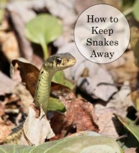Cómo deshacerse de las serpientes