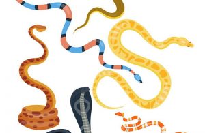 7 Datos de Serpiente Víbora y 5 Tipos que Nunca Aprendiste en la Escuela