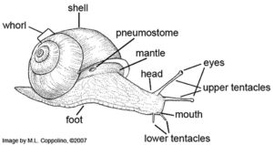 sistema de vida de caracol