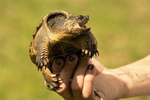 7 Cosas Interesantes sobre Tortugas de Cocodrilo