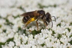 Una abeja sudorosa en flores blancas.