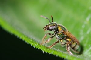 Solitario sudor abeja en una hoja verde.