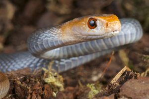 Primer plano de la cabeza de una serpiente taipan