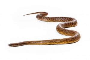 La serpiente más venenosa y mortal del mundo que se encuentra en el centro este de Australia