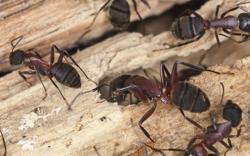 Termitas de madera seca dentro del bosque