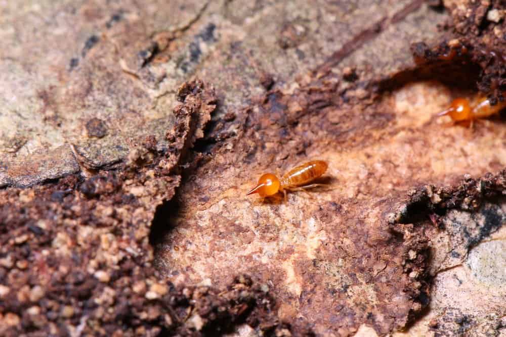 Una termita de madera húmeda están escalando desde la cueva