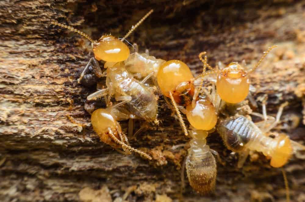 Termitas Los trabajadores están subiendo a un árbol