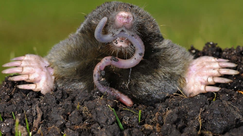 Un topo está comiendo lombrices de tierra