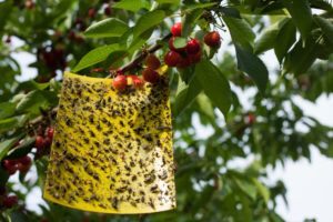 Papel de mosca pegajoso amarillo con muchas moscas atrapadas en él colgando de un cerezo