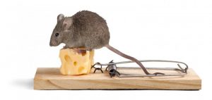 Un ratón ciervo está de pie en la parte superior de un queso