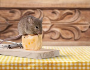 Una rata está de pie en la parte superior del queso