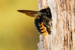 trampa de abeja carpintera