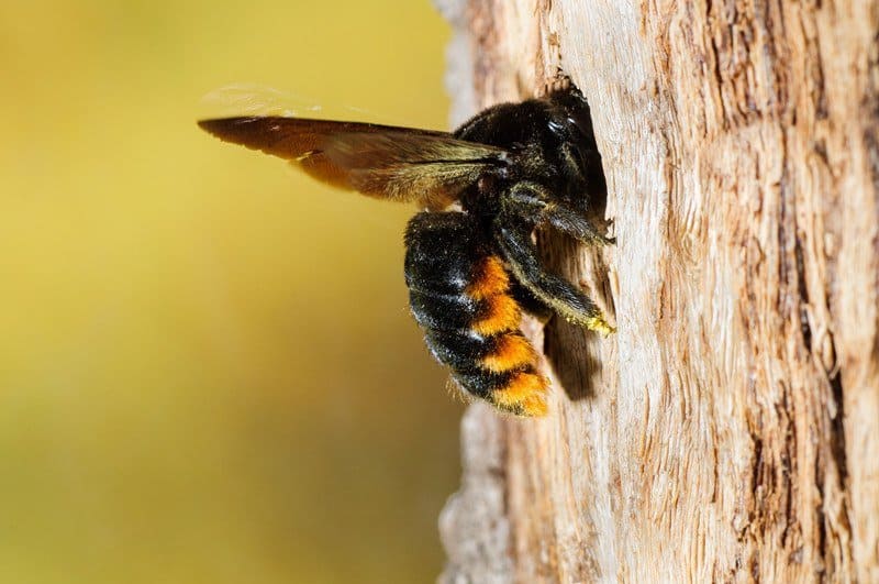 Trampa de Abeja de Carpintero: 17 (Fácil) Pasos para Construírla (y la Mejor Trampa para Comprar)