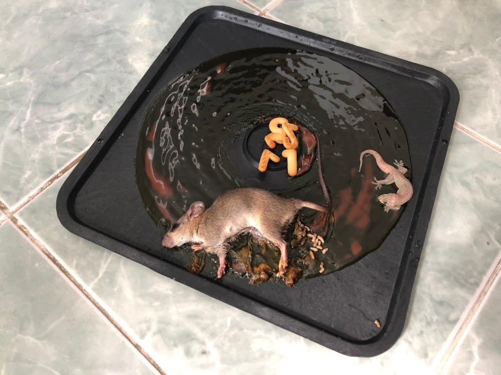 Una rata muerta y gecko atascado en trampa pegajosa