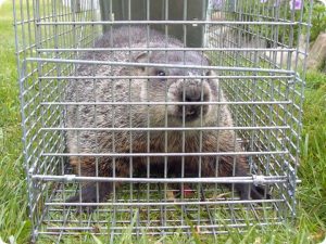 Marmota en la trampa Havahart.