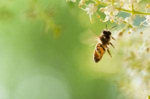A flying honey bee in beautiful natural background.