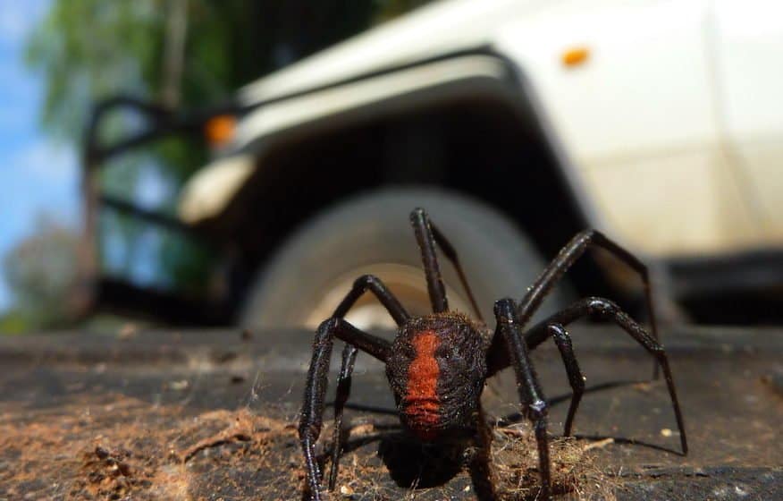 una sola araña de la espalda roja además de un coche en la naturaleza