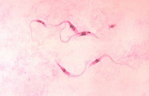 Virus en el fondo rosa