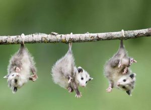 Tres zarigüeyas colgando de un palo de madera