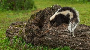 solo zorrillo en la naturaleza