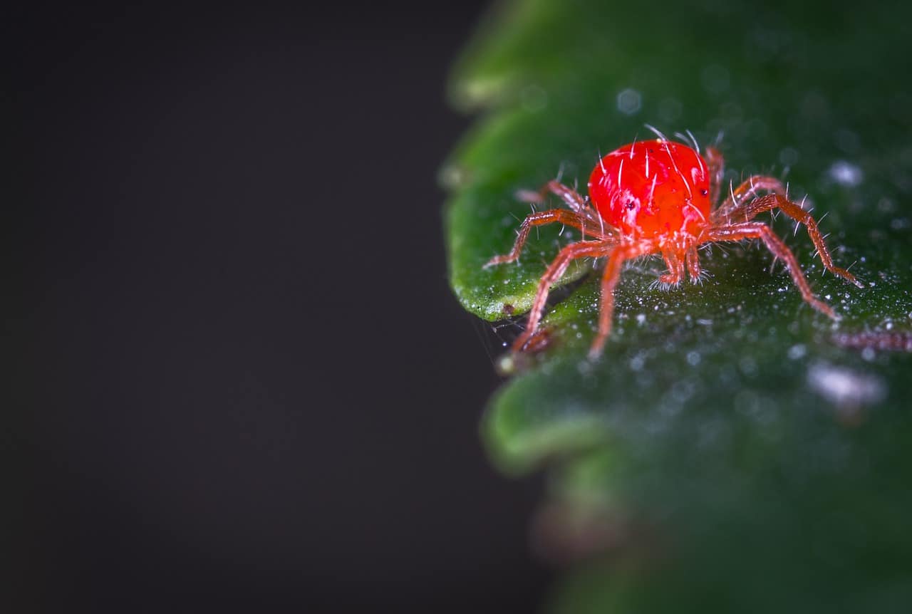 10 Maneras de Controlar los Ácaros Rojos por Métodos Orgánicos